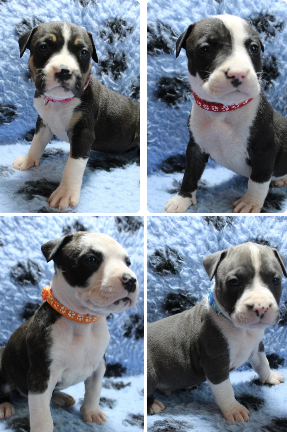 American Staffordshire Terrier - De La Legende Us De Siberia