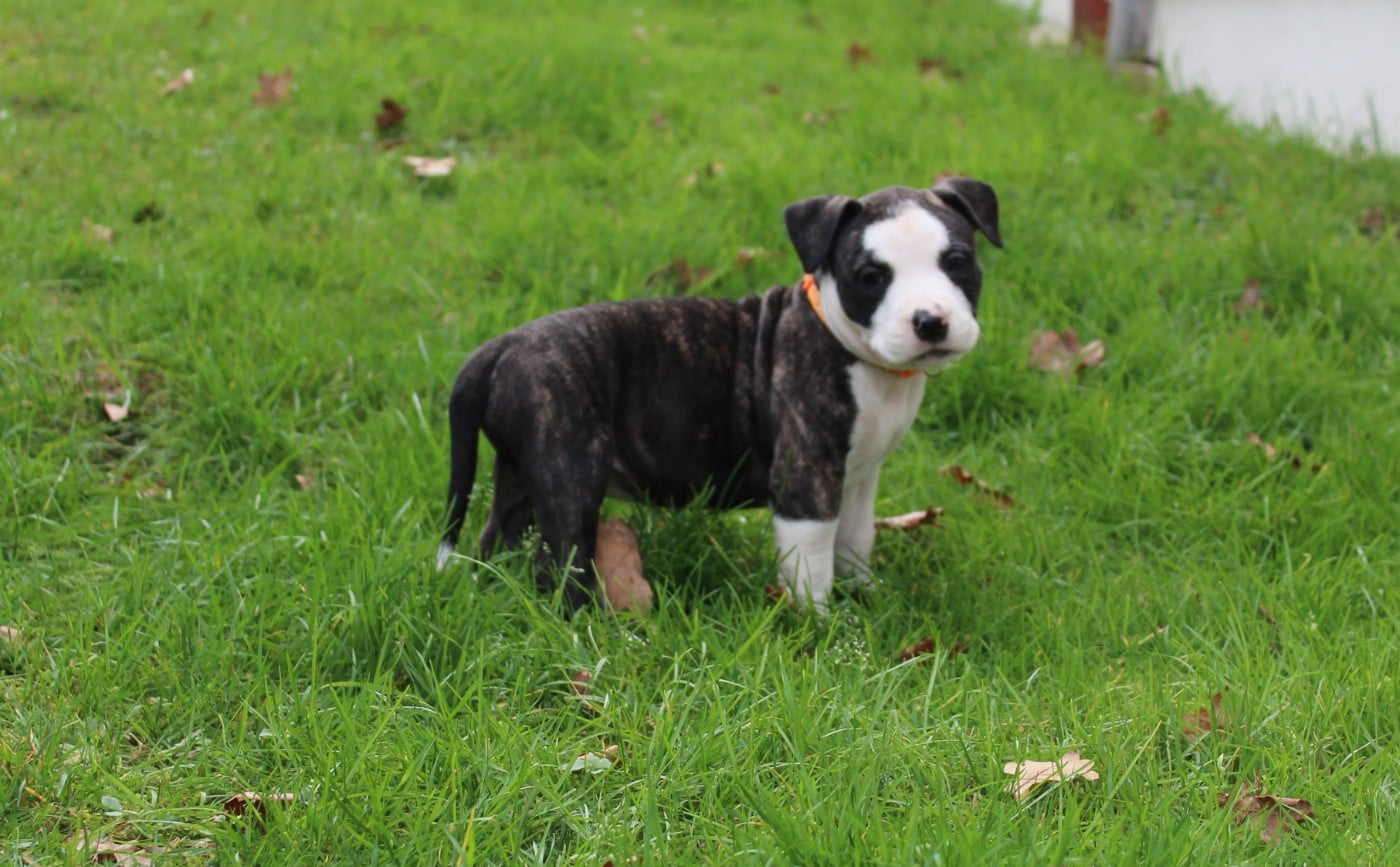 American Staffordshire Terrier - De La Legende Us De Siberia
