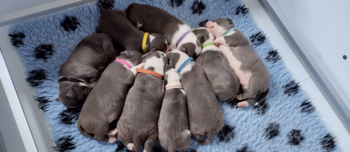 American Staffordshire Terrier - De La Legende Us De Siberia