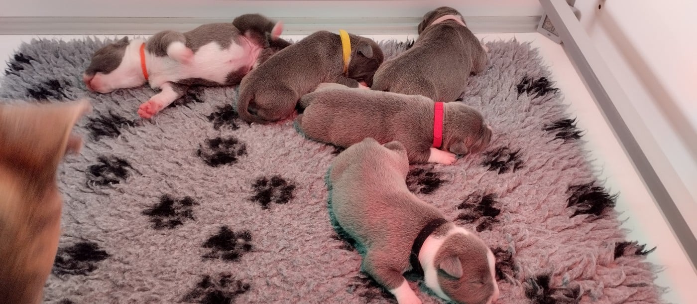 American Staffordshire Terrier - De La Legende Us De Siberia