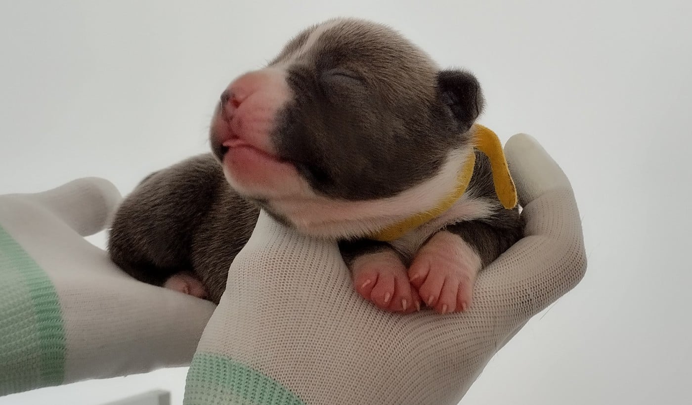 Chiot collier jaune