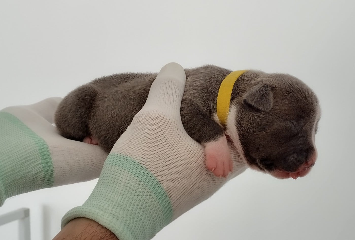 Chiot collier jaune