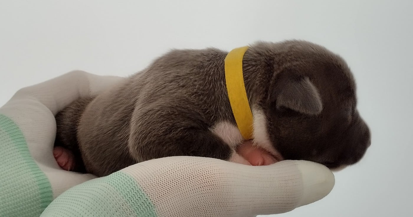 Chiot collier jaune