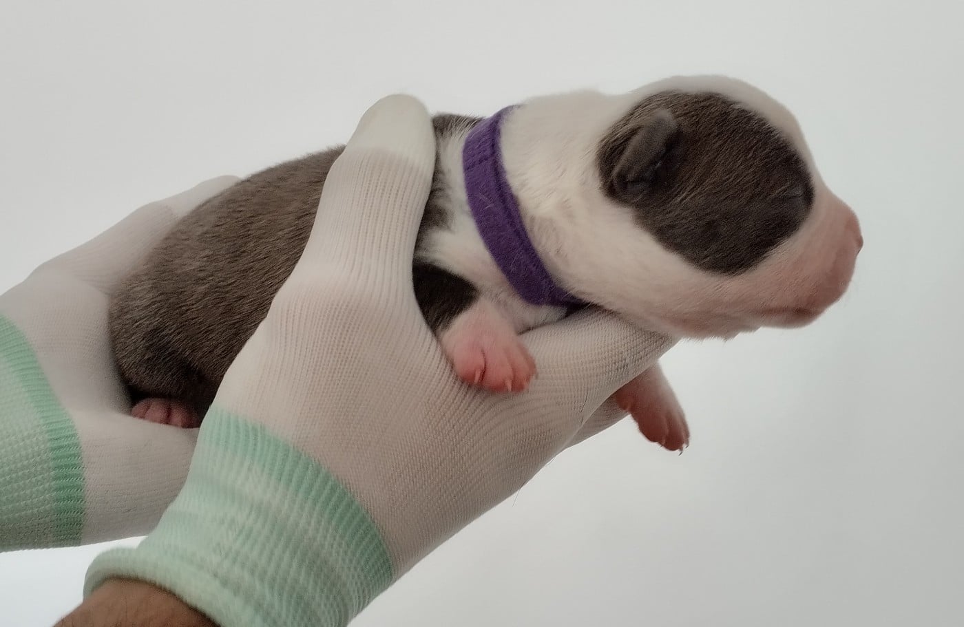 Chiot collier violet