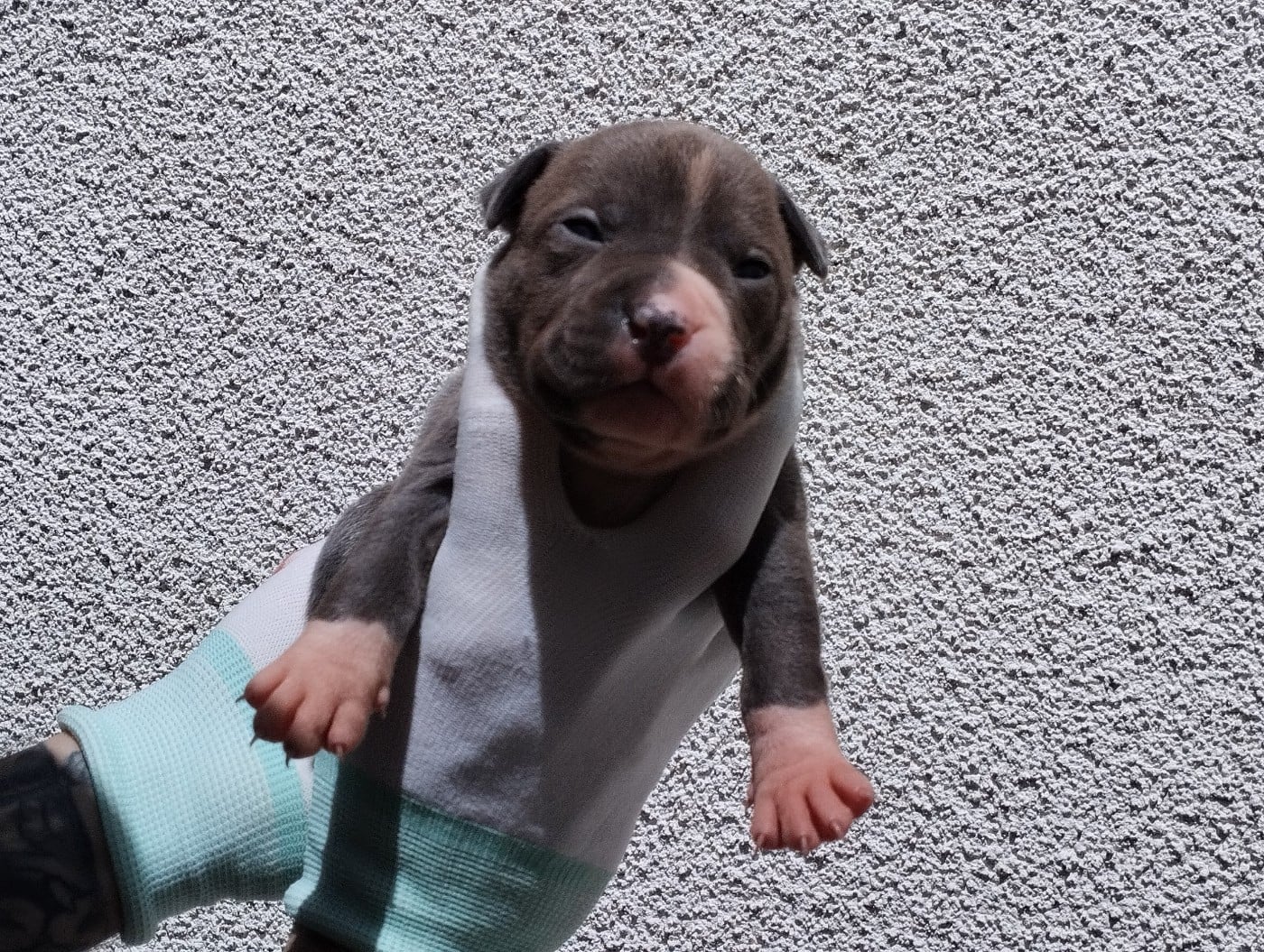 Chiot collier jaune (Banzaï)