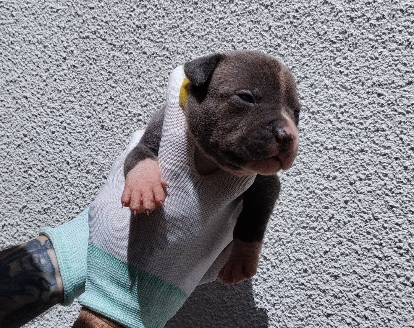 Chiot collier jaune (Banzaï)