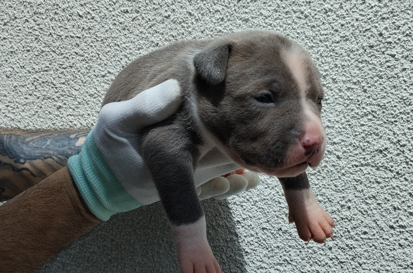 Chiot collier noir (Bash)