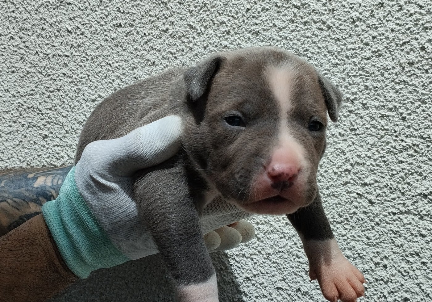 Chiot collier noir (Bash)