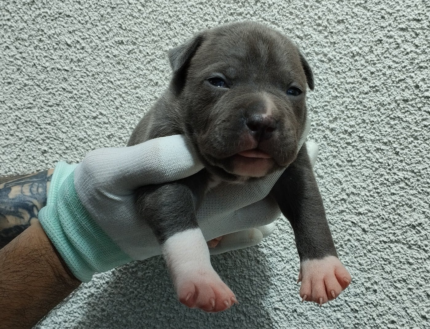 Chiot collier rouge (Baïko)