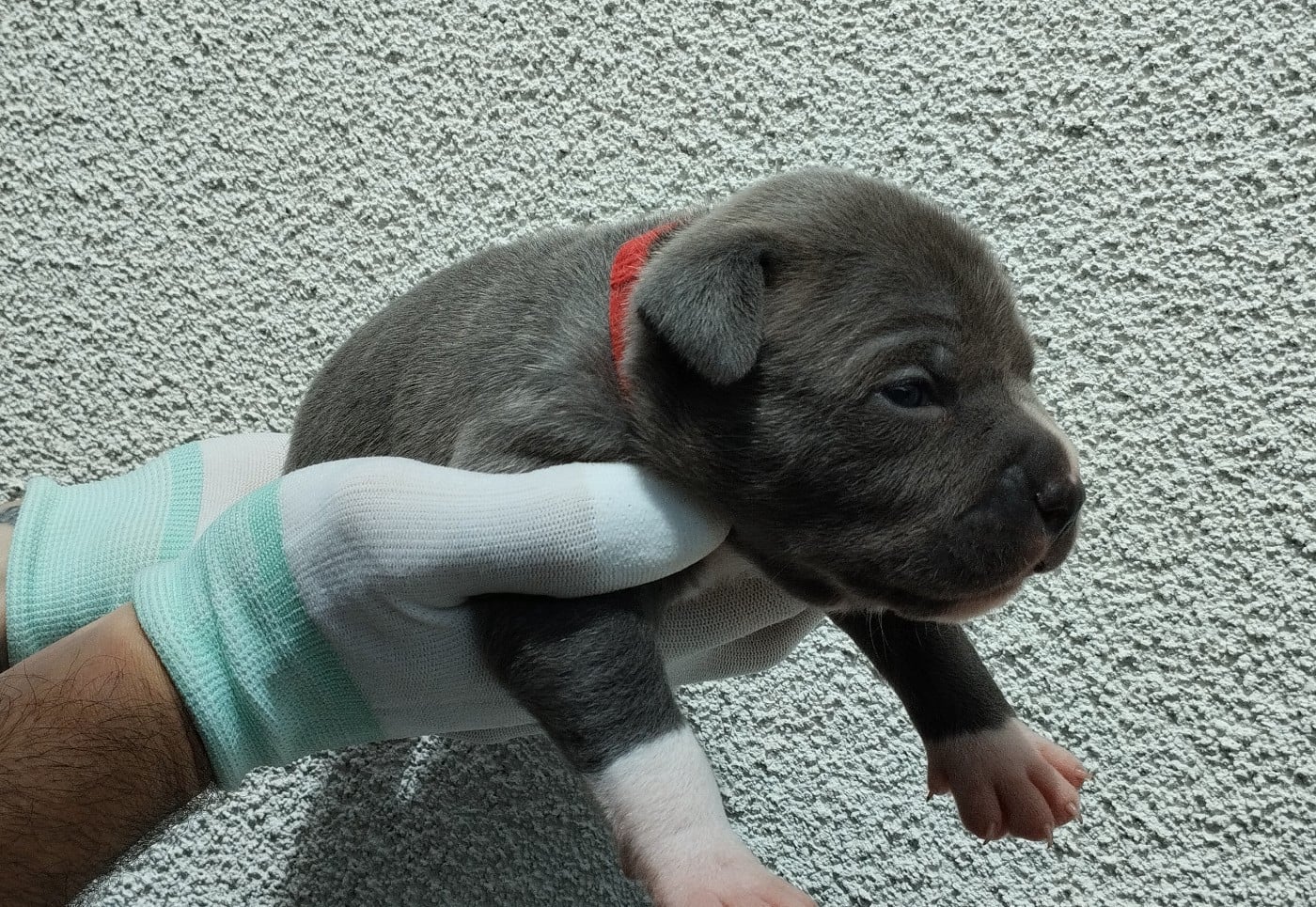 Chiot collier rouge (Baïko)