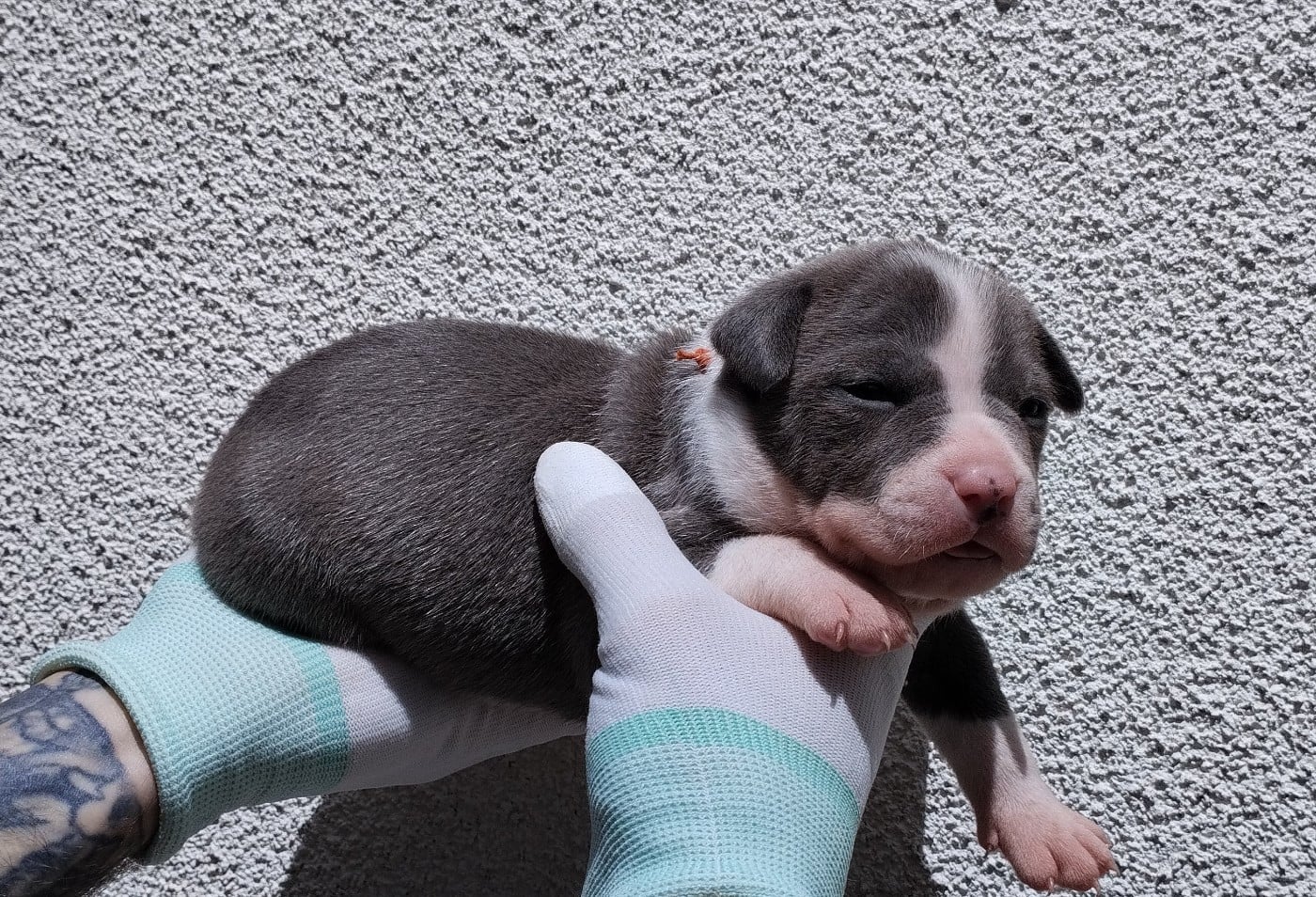 Chiot collier orange (Bella-Shelby)