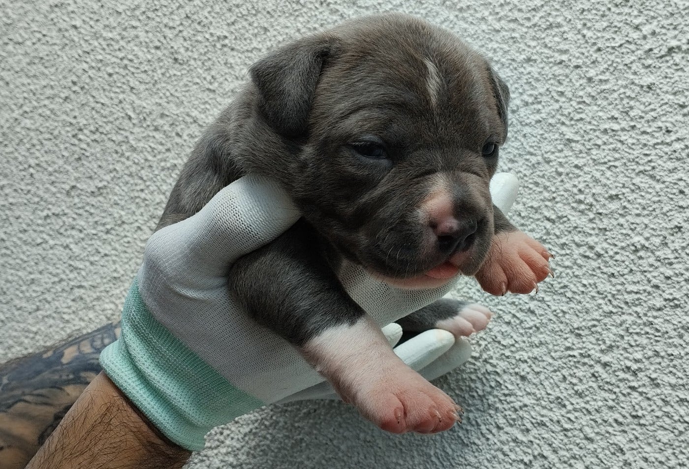 Chiot collier rose