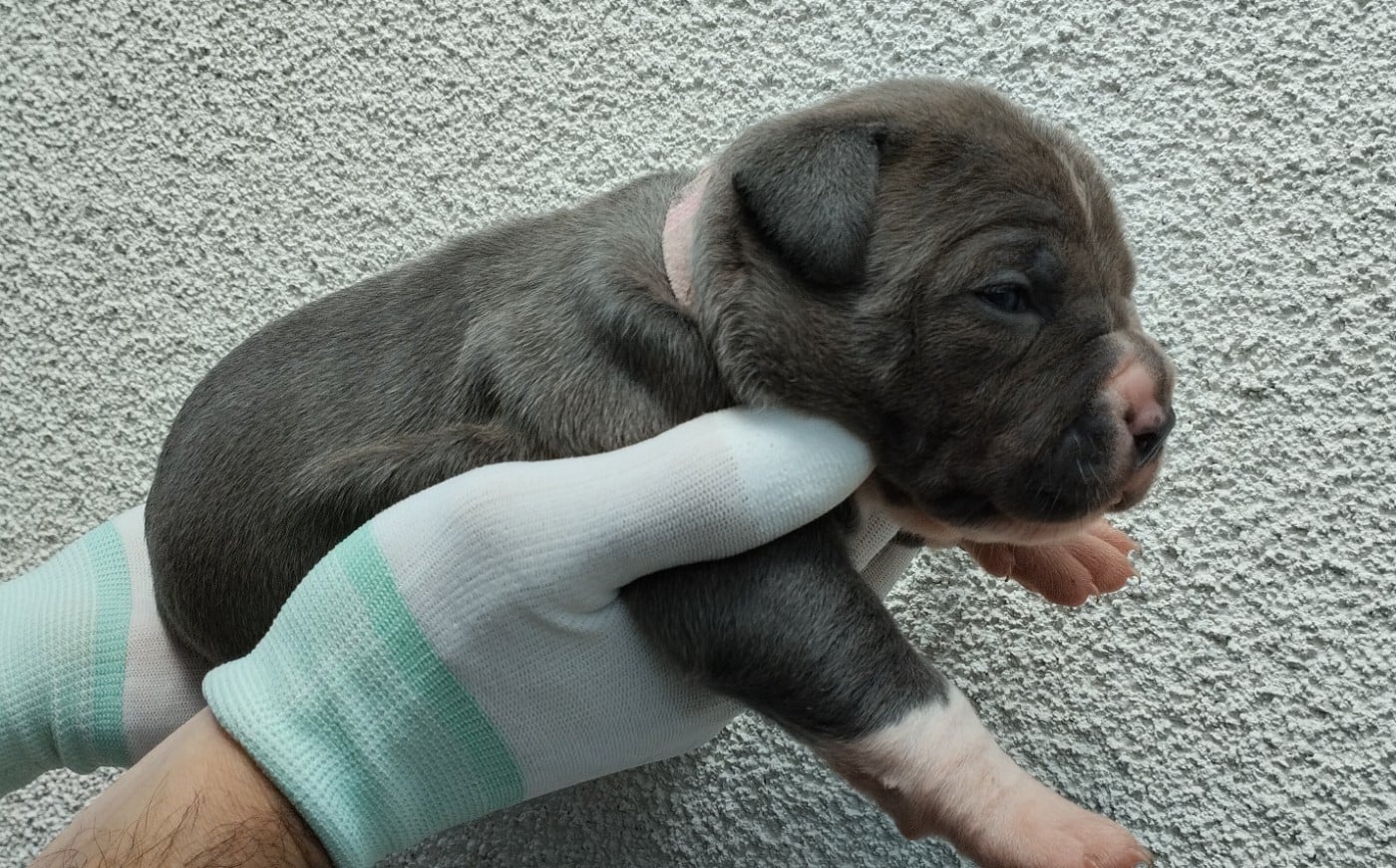Chiot collier rose