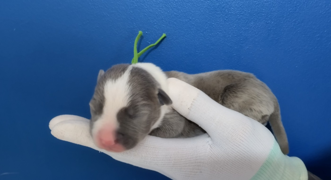 Chiot collier vert (Baloo)