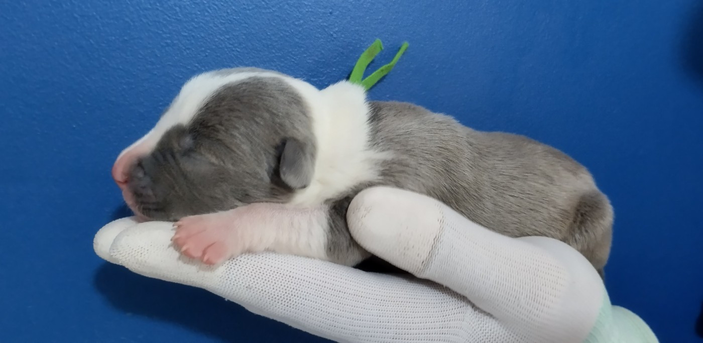 Chiot collier vert (Baloo)