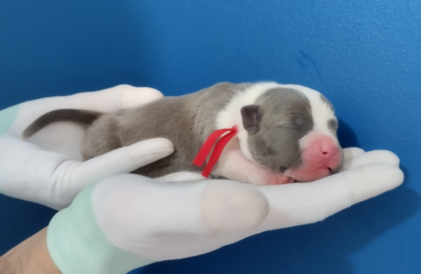 Chiot collier rouge