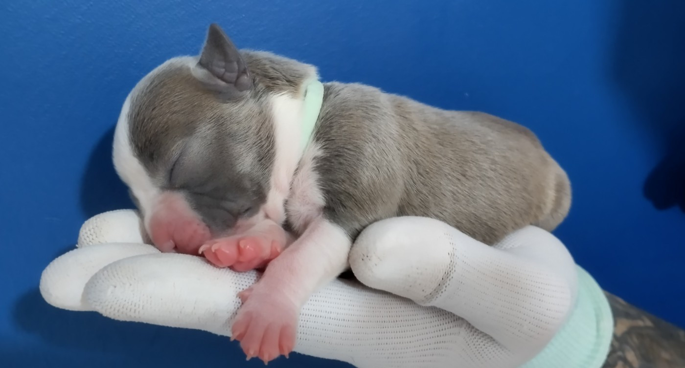 Chiot collier menthe (Bonnie)