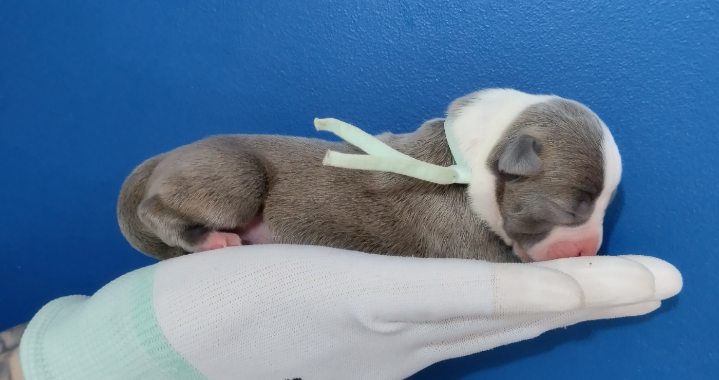 Chiot collier menthe (Bonnie)