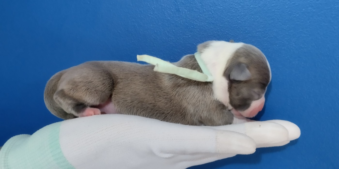 Chiot collier menthe (Bonnie)