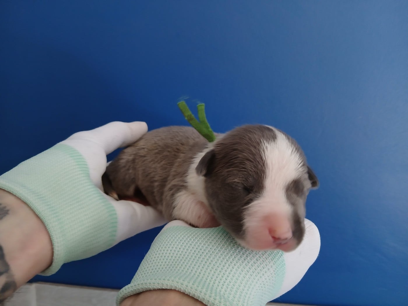 Chiot collier vert (Baloo)