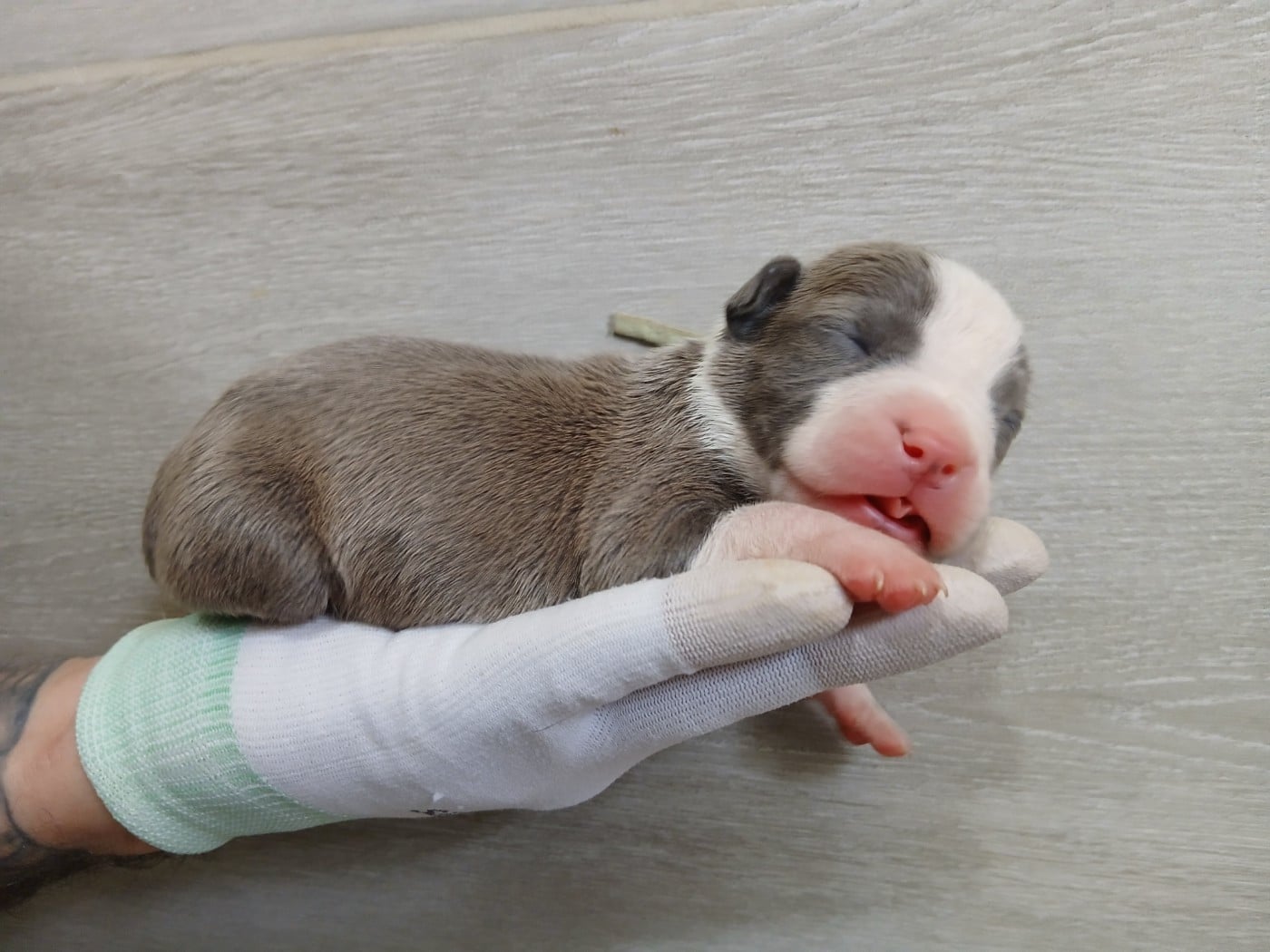 Chiot collier menthe (Bonnie)