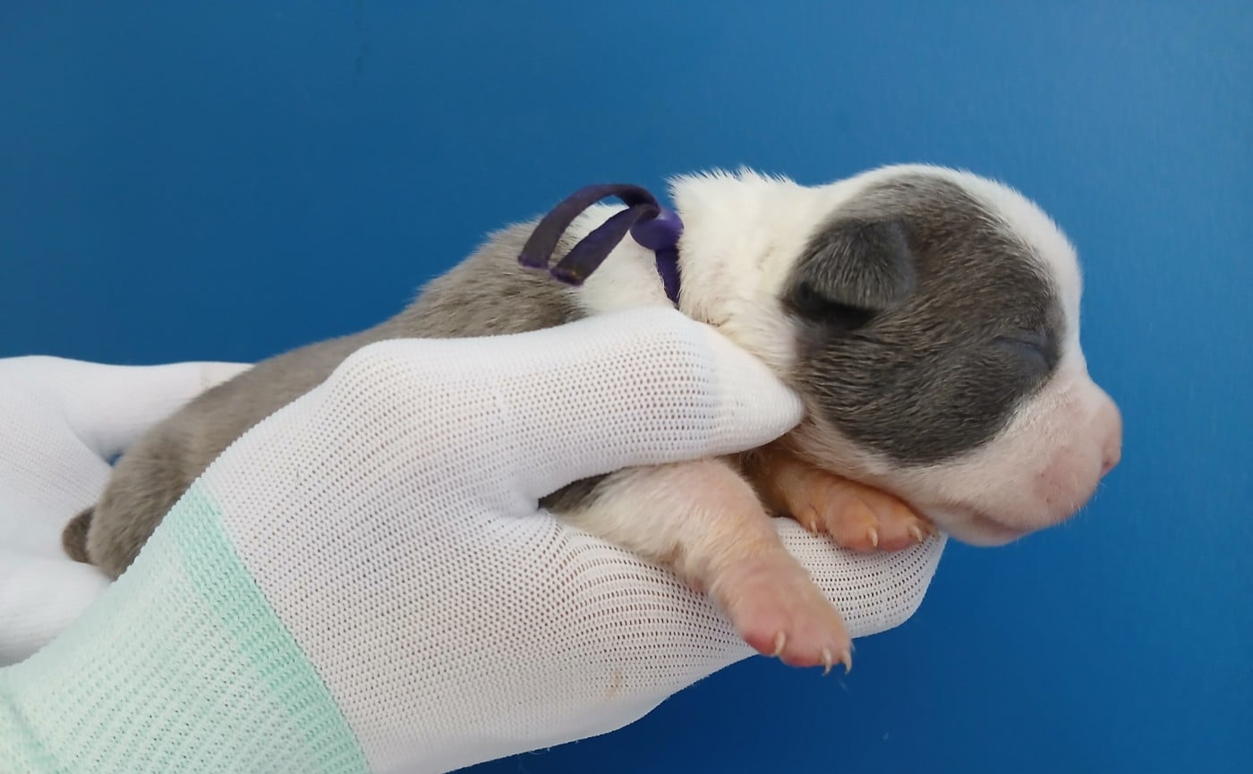 Chiot collier violet