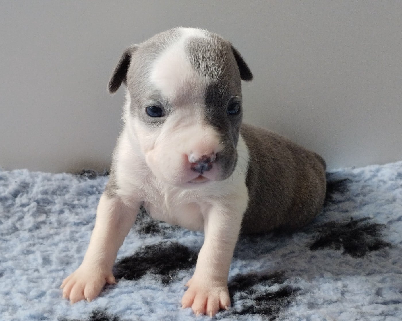 Chiot collier rose (B'Athena)