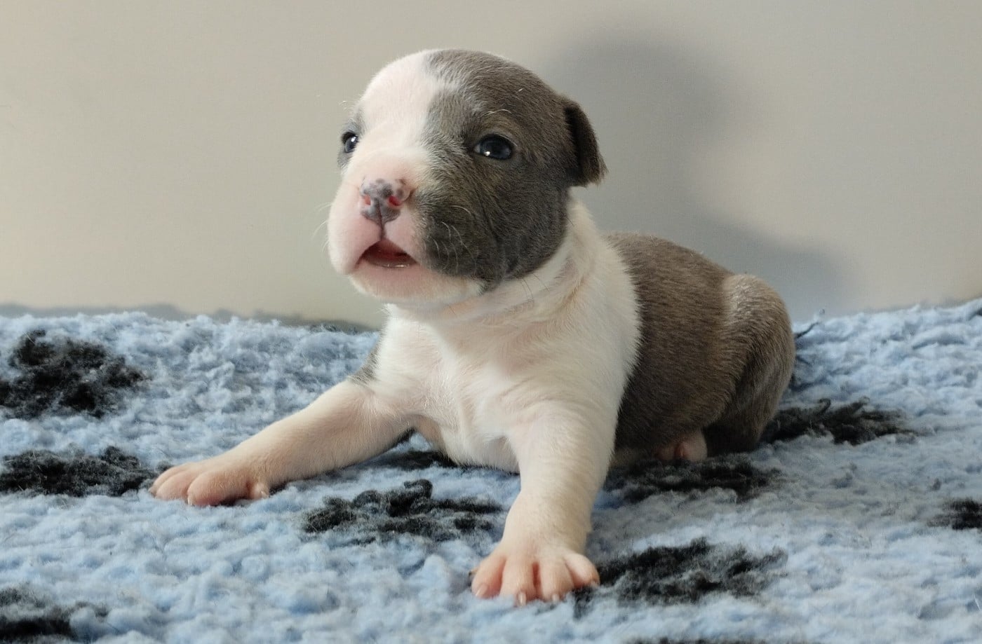 Chiot collier rose (B'Athena)