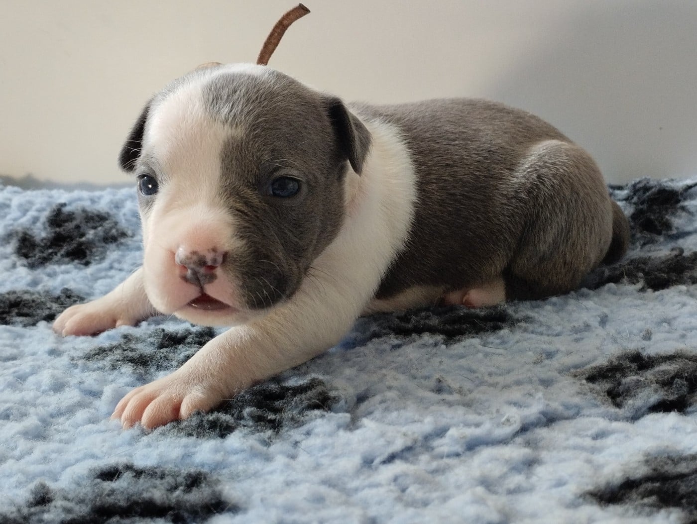 Chiot collier rose (B'Athena)
