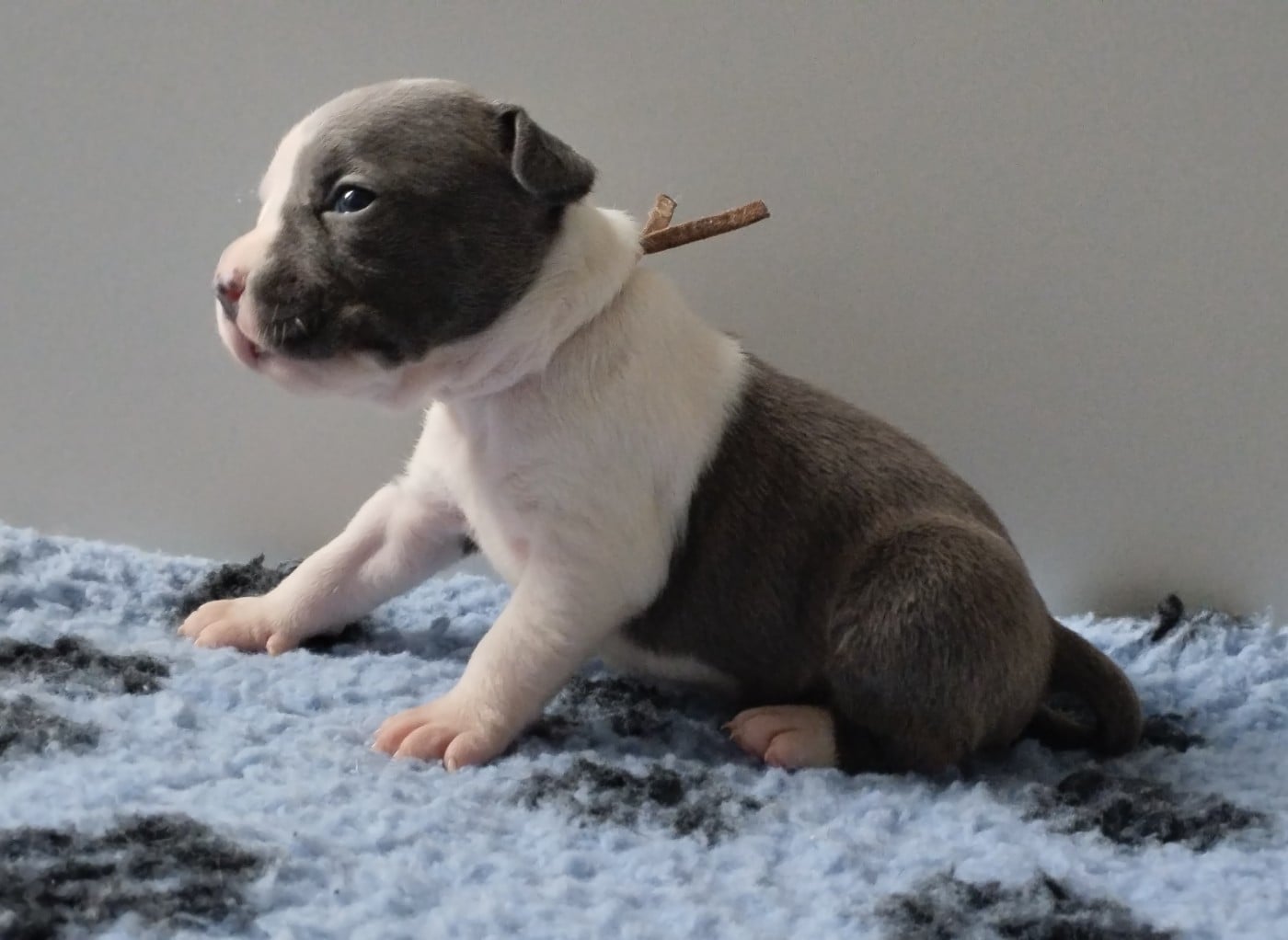 Chiot collier rose (B'Athena)
