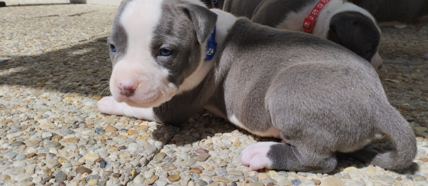Chiot collier bleu (Bamba)