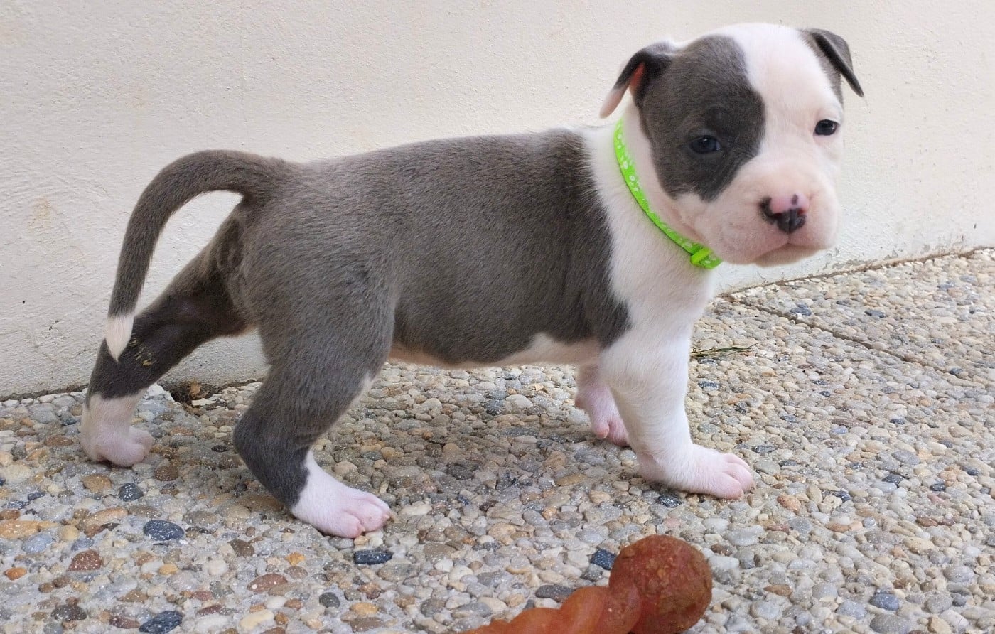 Chiot collier fluo (Blue)