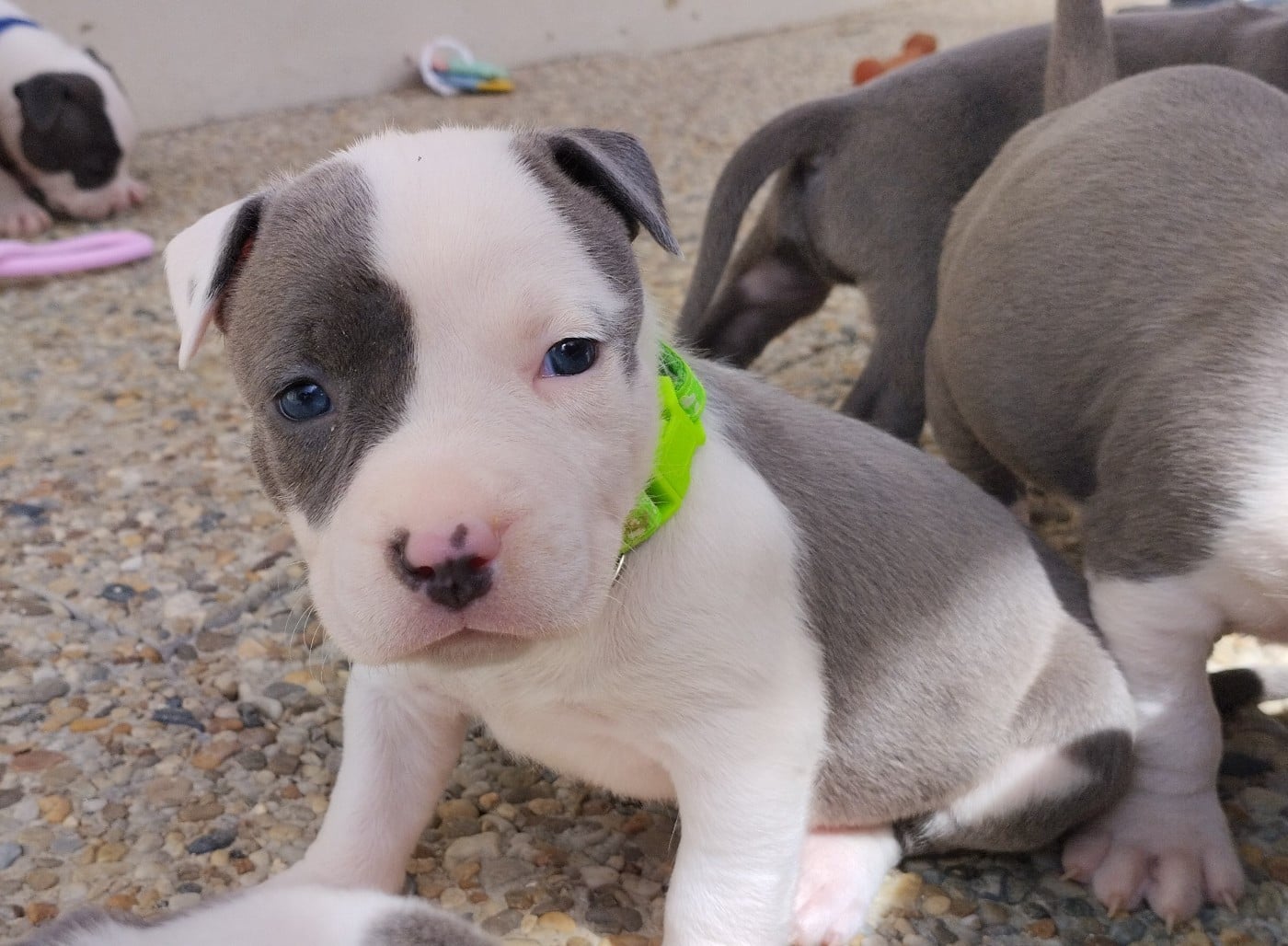 Chiot collier fluo (Blue)