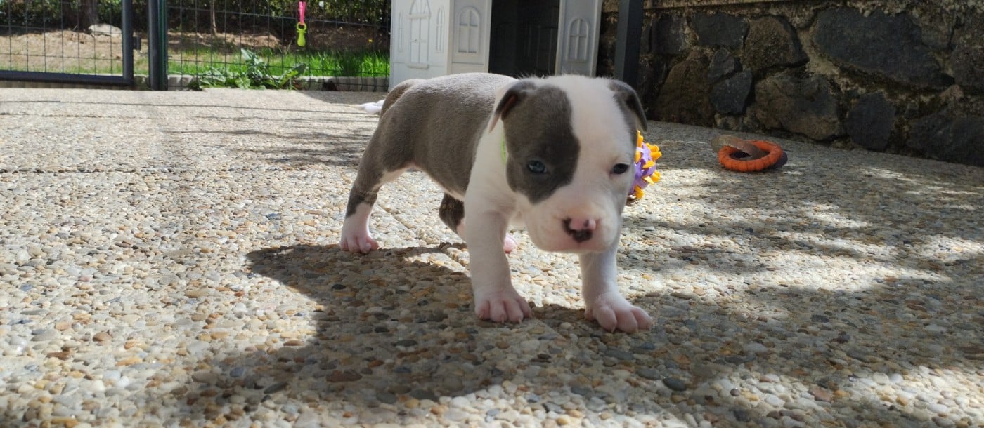 Chiot collier fluo (Blue)