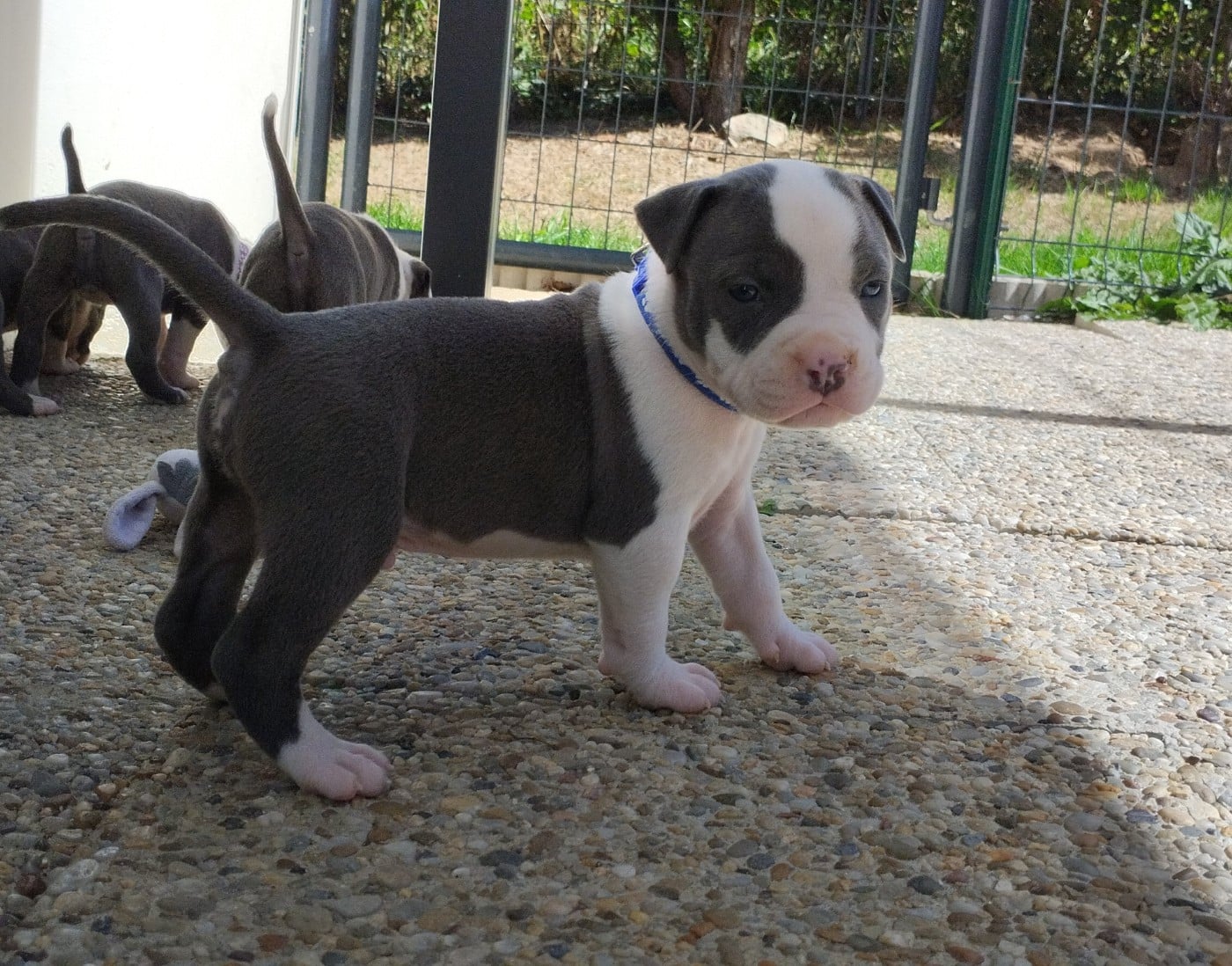 Chiot collier bleu (Bamba)