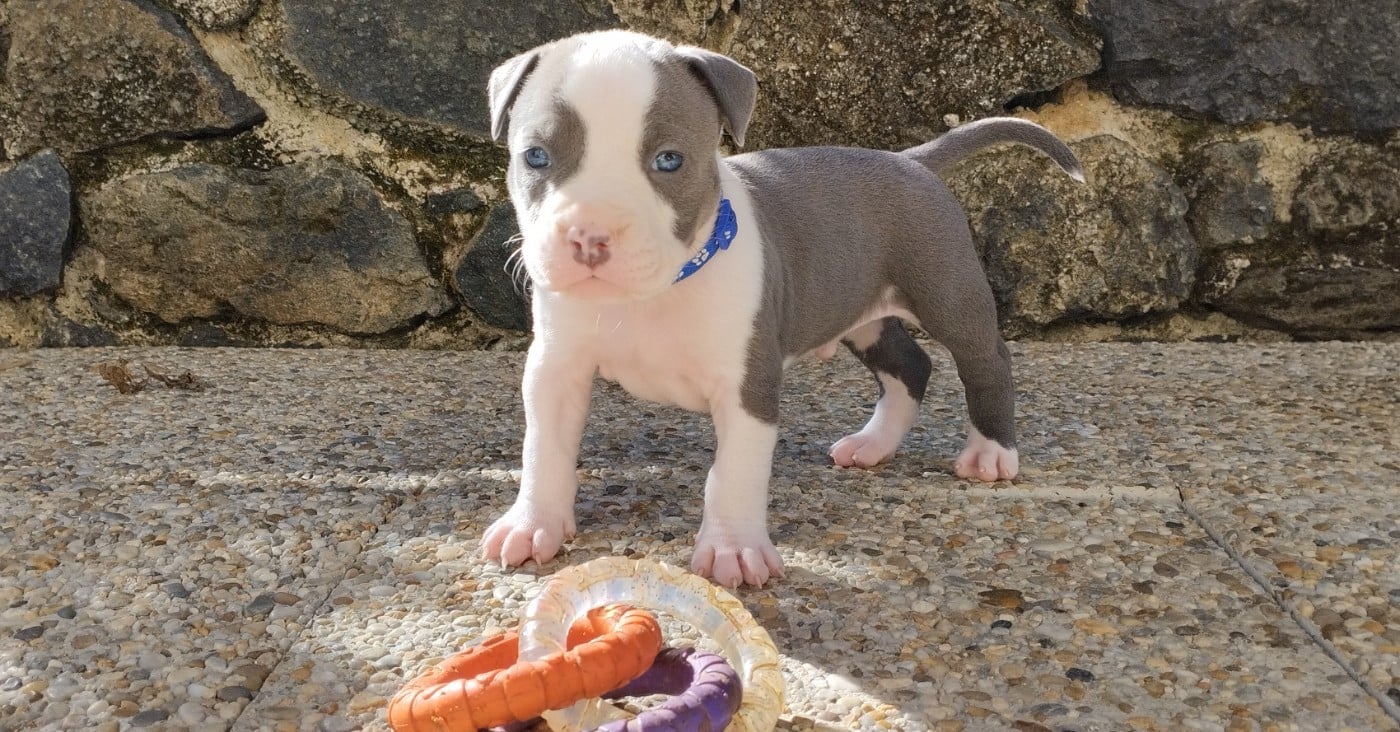 Chiot collier bleu (Bamba)