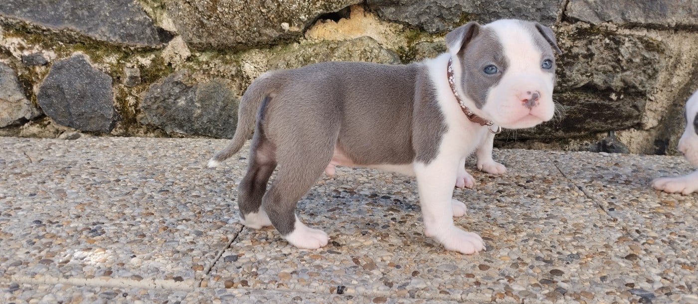 Chiot collier marron (Blu)