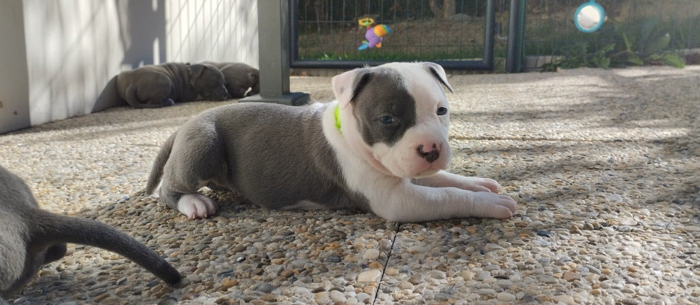 Chiot collier fluo (Blue)