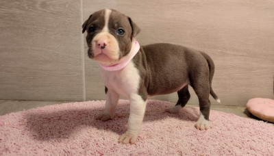 Les chiots de American Staffordshire Terrier