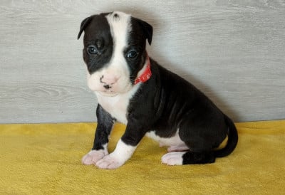 Les chiots de American Staffordshire Terrier