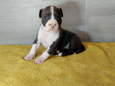 Les chiots de American Staffordshire Terrier