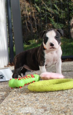 Les chiots de American Staffordshire Terrier