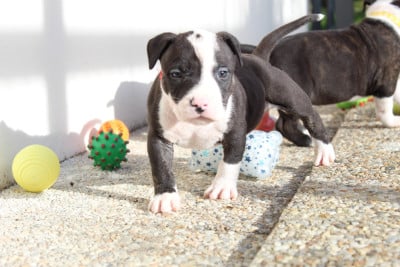 Les chiots de American Staffordshire Terrier
