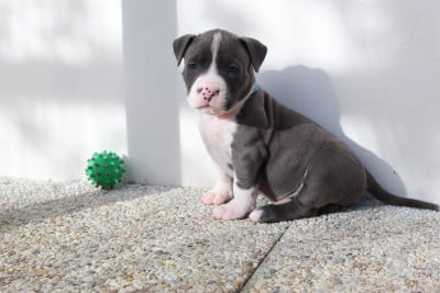 Les chiots de American Staffordshire Terrier