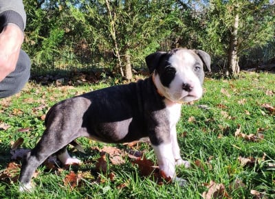 Les chiots de American Staffordshire Terrier