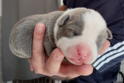 Chiot collier bleu - American Staffordshire Terrier