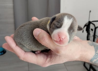 Chiot collier jaune - American Staffordshire Terrier