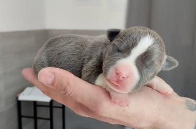 Chiot collier noir - American Staffordshire Terrier