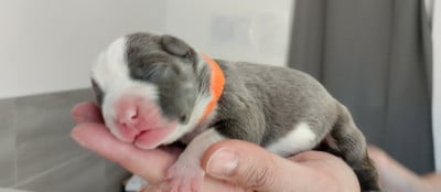 Chiot collier orange - American Staffordshire Terrier