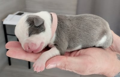 Chiot collier rose clair - American Staffordshire Terrier